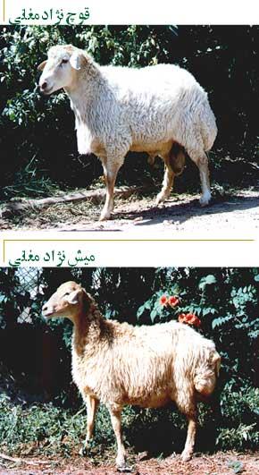 گوسفند مغانی