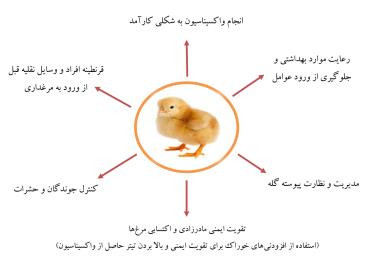 واکسیناسیون کارآمد در مرغداری