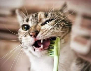 بهداشت دندان گربه
