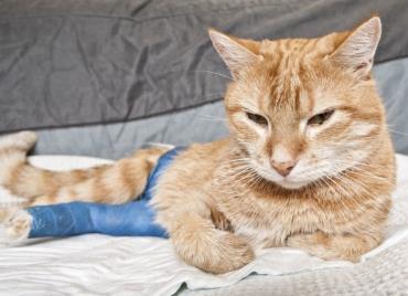 شکستگی استخوان گربه