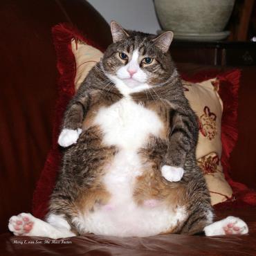 چاقی گربه
