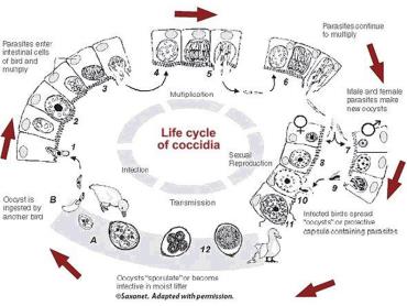 چرخه انتقال کوکسیدیا