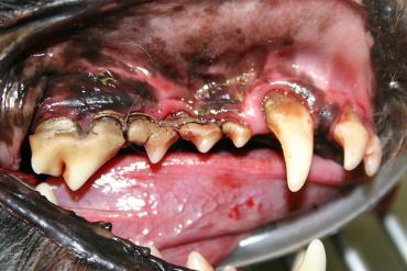 التهاب لثه و بیماری‌های دندان در سگ