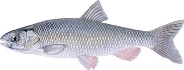 ماهی سفید خزر