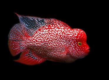 ماهی سیکلید تگزاس قرمز