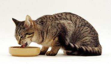 رژیم غذایی گربه