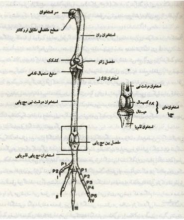 اندام حرکتی پرندگان