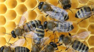 موم ضدباکتری زنبور عسل