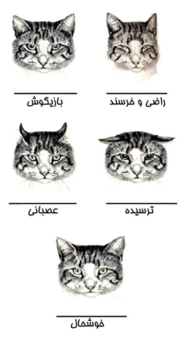 مفهوم وضعیت گوشهای گربه
