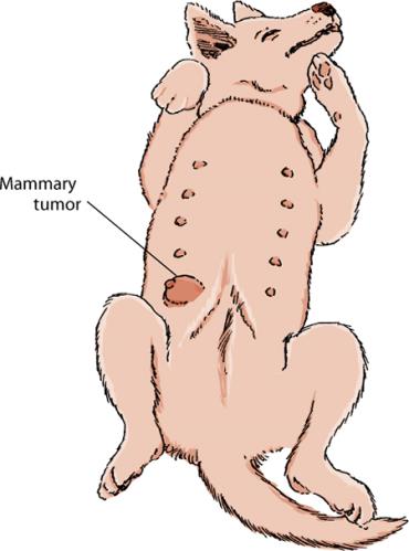 تومور پستانی سگ