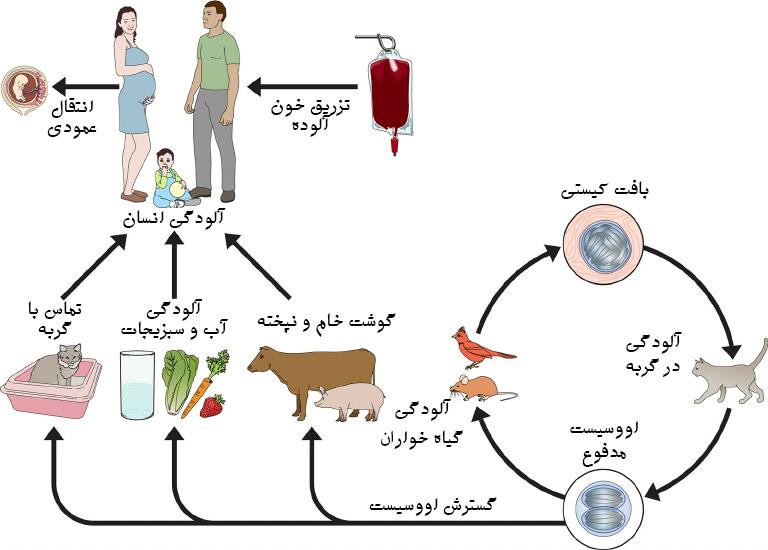 انتقال توکسوپلاسموز