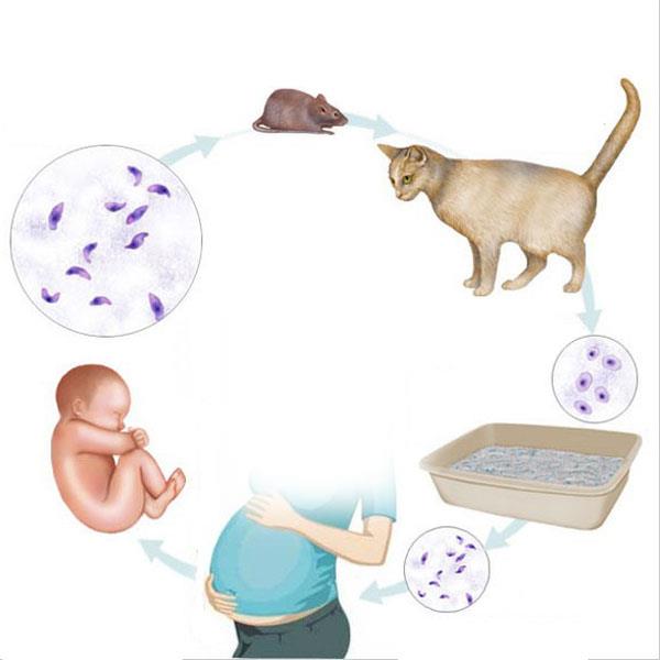 توکسوپلاسما در گربه