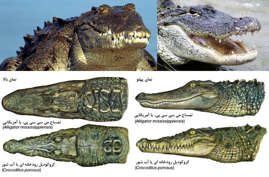 تفاوت کروکودیل و تمساح