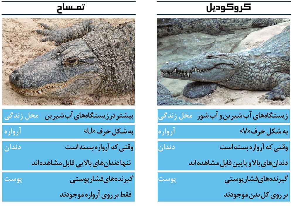 فرق بین کروکودیل و تمساح