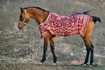 اسب یموت