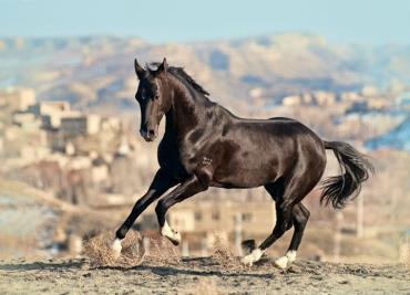 اسب نژاد یموت