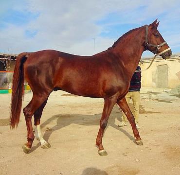 اسب نژاد ترکمن یموت