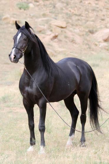 اسب ترکمن چنارانی