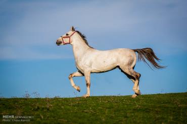 اسب ترکمن سفید