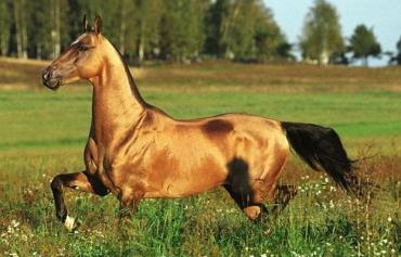 خصوصیات اسب ترکمن