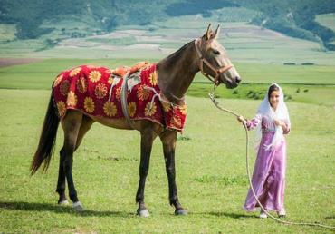 اسب نژاد ترکمن