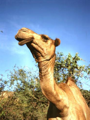 بیماری انحراف گردن شتر