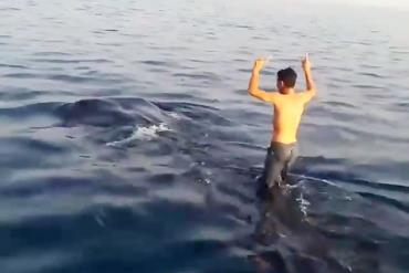 آزار و شکار کوسه نهنگ