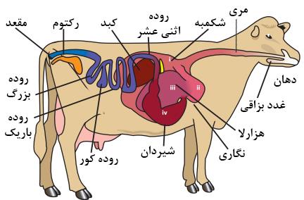 دستگاه گوارش گاو