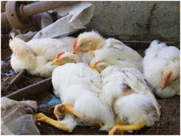 کنترل آنفلوانزای پرندگان در هندوستان