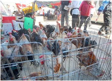 لغو ممنوعیت فروش مرغ زنده در کره