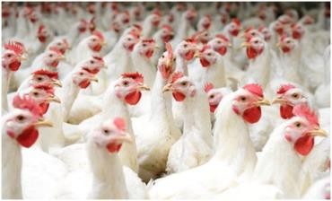 پایان منع واردات مرغ از کشورهای اروپایی به عمان
