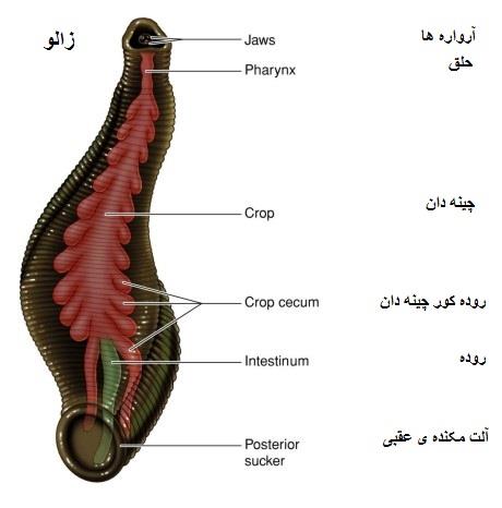 ساختمان بدن زالو