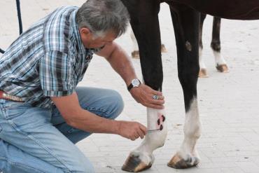 درمان لنگش اسب با زالو