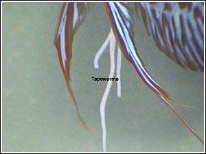 انگل کرمی Tapeworm در ماهی