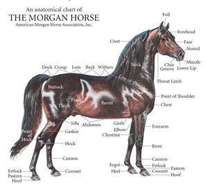 خصوصیات اسب مورگان