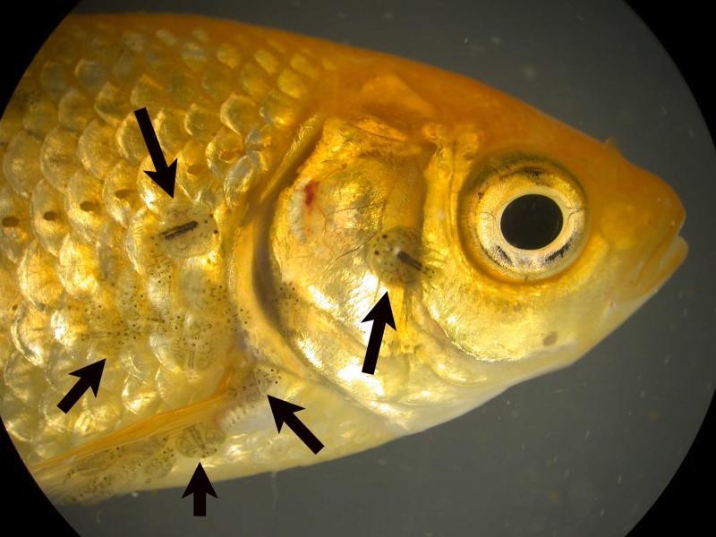 انگل آرگولوس (Argulus) در ماهی