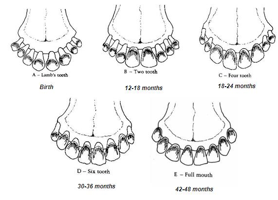 تعیین سن گوسفند و بز  باتوجه به دندان‌ها