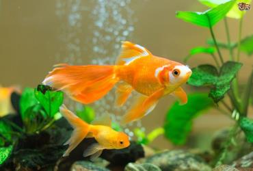 ماهی گلدفیش Gold Fish