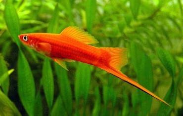 ماهی سوارتر Swordtails