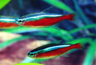 ماهی تترا نئون Neon Tetras
