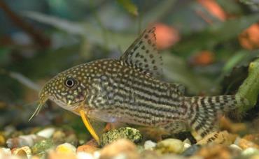 ماهی کت فیش کوری Corydoras Catfish