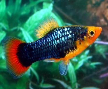 ماهی پلاتی Platy