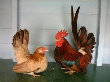 مرغ و خروس نژاد ژاپانیز