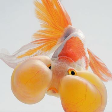 ماهی گلدفیش چشم حبابی
