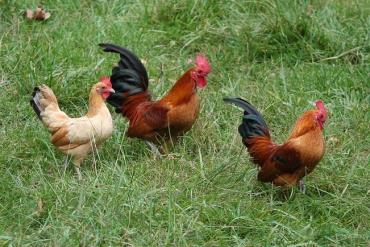 مرغ و خروس نژاد ژاپانیز