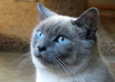 گربه سیامی آبی