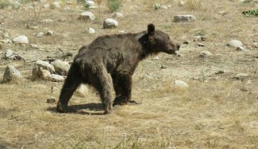 کشتن خرس توسط مسئولین