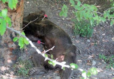 افشای راز مرگ توله خرس گلستان