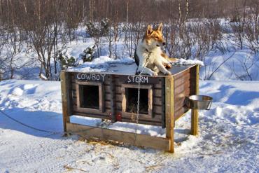 خانه سگ در زمستان