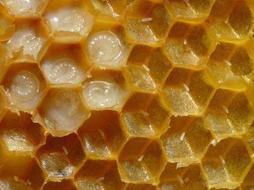 اختلال ریزش کلنی زنبوران عسل